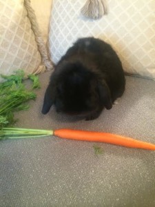 Loppy Bunny and Carrot