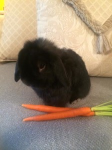 Loppy and carrot